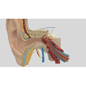 Ear Anatomy